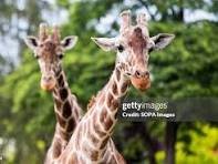 Zoos and Aquariums image